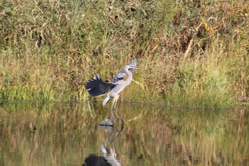 blue heron in the marsh