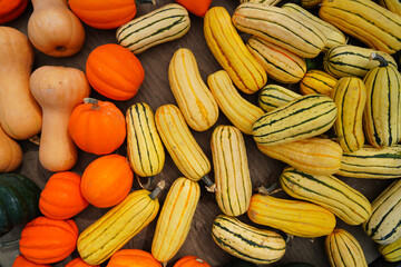 Yellow and green striped delicata and other squashes at the farmers market in the fall