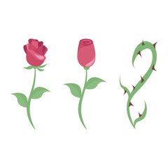 Rose, rose bud, and thorn vector illustration graphics