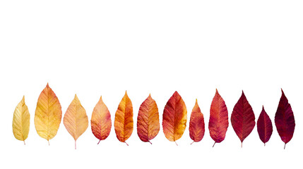 Isolated fall leaves in a spectrum of colors as a scene element; Yellow, orange, red and purple...