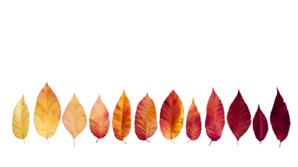 Isolated fall leaves in a spectrum of colors as a scene element; Yellow, orange, red and purple leaves as objects for composite photography