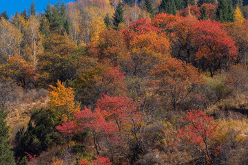 Fototapeta premium Mixed autumn forest on a mountain slope