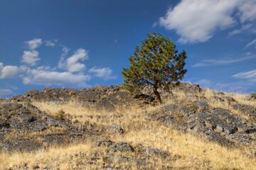 Landscape photo of a small tree under a blue sky.