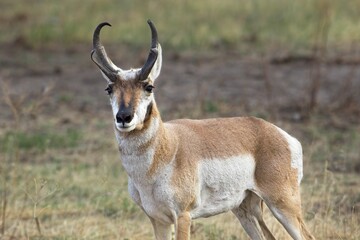 Close up of a male pronghorn.