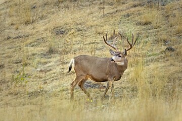 Mule deer in the field in Montana.