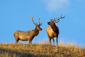 Two bull elk on top of a hill.