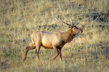 Bull elk walking in a field.