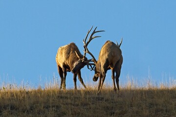 Two bull elk during the rut.