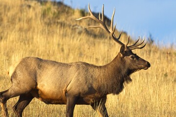 Close up of large bull elk.