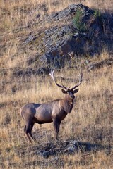 Portraiture of a large elk.
