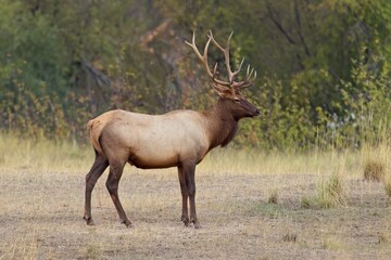 Naklejka na ściany i meble Side profile of bull elk.