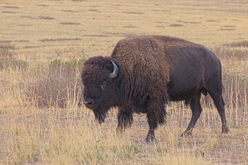 Close up of bison in a field. © Gregory Johnston