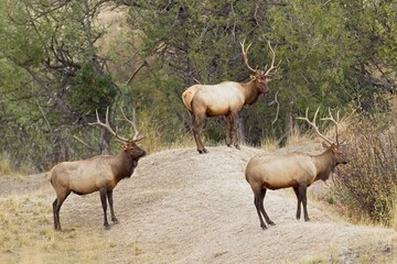 Three bull elk in Montana.