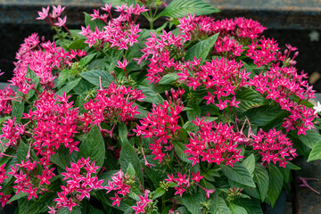 Fototapeta na wymiar Beautiful red flowers on a green bush. Pentas lanceolate (Pentas lanceolata). It grows in most of Africa, as well as in Yemen. Widely used as a garden plant and often grown in butterfly gardens.