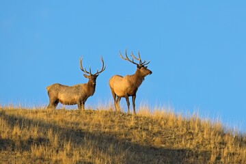 Two elk standing on the ridge in Montana.