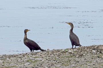 Two double crested cormorants.