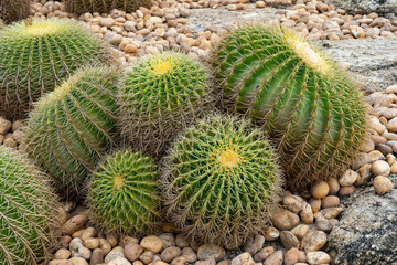 Large round cactus growing on stone pebbles in a city park.