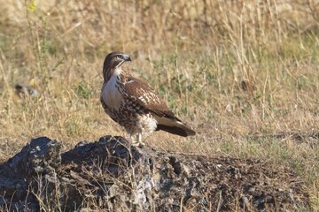 Obraz premium Hawk perched on a rock in Montana.