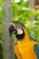 Blue and yellow macaw. Body length 80-95 cm wing - 37-39 cm, tail - 52 cm weight 900-1300 g. The upper part of the body plumage is bright blue the sides of the neck breast and belly are orange-yellow.