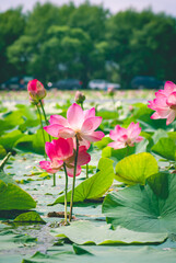 Selective focus. Lotus. Lotus flower.