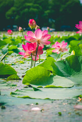 Selective focus. Lotus. Lotus flower.
