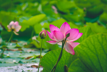 Selective focus. Beautiful lotus flowers. Asia.