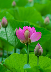 Selective focus. Beautiful lotus flowers. Asia.