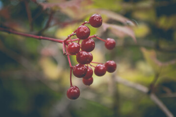 Blurred background. Autumn background with berries.