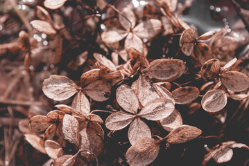 cloves on a wooden background