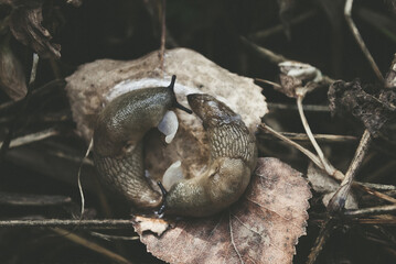 Selective focus. Slug. Snail. Slug reproduction.