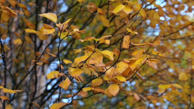 Yellow elm tree leaves nature autumn - orbit shallow focus