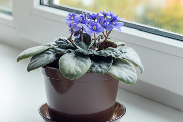 Blossoming of homemade blue violet in the home interior on the windowsill.