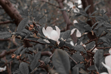 Selective focus. Spring background. White magnolia.