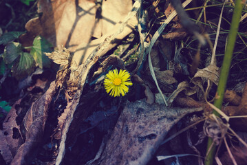 Selective focus. First spring flowers. The beginning of spring.