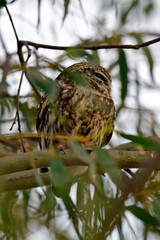  Little Owl // Steinkauz (Athene noctua)