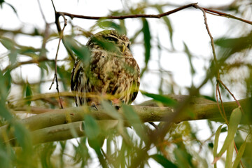  Little Owl // Steinkauz (Athene noctua)
