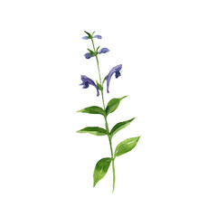 watercolor drawing plant of Baikal skullcap, Scutellaria baicalensis, herb of traditional chinese medicine, hand drawn illustration