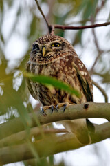  Little Owl // Steinkauz (Athene noctua)