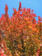Sunlit Red and Orange Autumn Tree Leaves