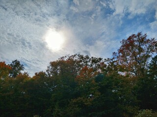 Obraz premium Sun Over Autumn Trees