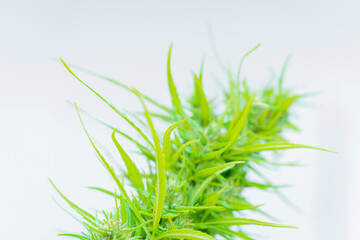 Marijuana leaves background with flat vintage style 