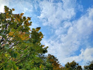 Cloudy Sky Over Changing Autumn Leaves