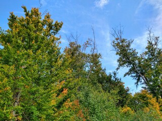 Obraz na płótnie Canvas Changing Autumn Leaves Under Bright Cloudy Sky