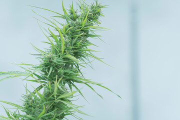 Medicinal marijuana plant in field