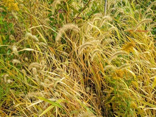 Golden October Wheat