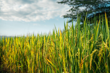 rice and rice fields in the countryside
