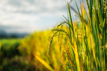rice and rice fields in the countryside
