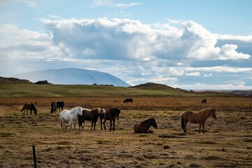 Group of horses pasturing in a spacy field