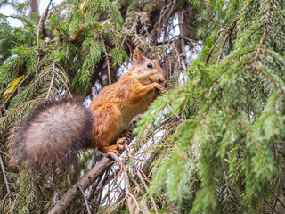 The squirrel with nut sits on tree in the autumn. Eurasian red squirrel, Sciurus vulgaris.