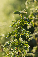 The cinnamon rose (lat. Rosa majalis), of the family Rosaceae. Central Russsia.